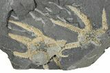 Two Ordovician Brittle Stars (Ophiura) - Morocco #290620-1